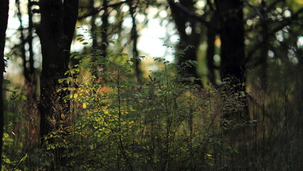 sunset in the forest