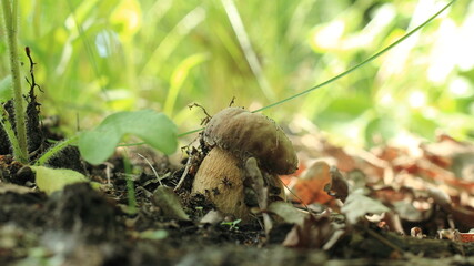 mushrooms in the grass