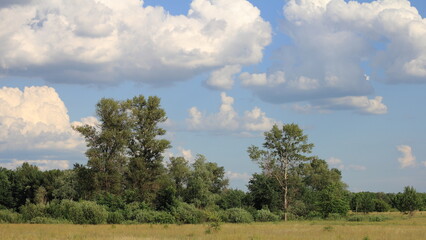 Obraz premium landscape with trees