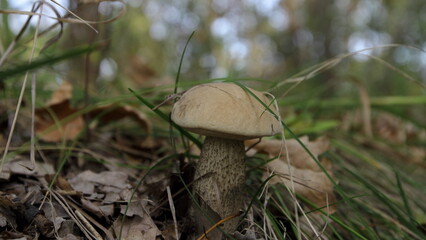 mushroom in the grass