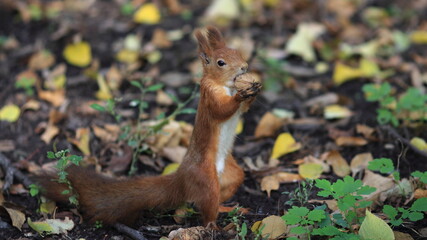 squirrel in the park