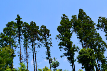 Forest and foliage in summer  northern hardwood forest