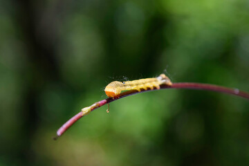 Yellow caterpillar on a blade of grass close-up shot