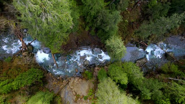 Water flowing in forest. Drone footage rising up with top down view of blue stream flowing through a pristine pine forest in wilderness.