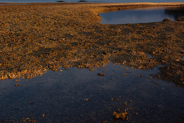 Abstract background - yellow mound of coral pebble and blue transparent smooth water with dark...