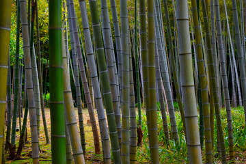 Picture from Japan forest bamboo tree