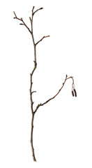 Fototapeta premium Dry twig isolated