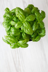 Raw Green Basil Plant, top view. Flat lay, overhead, from above. Space for text.