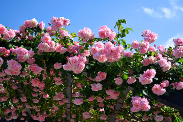 Pink rose garden in japan
