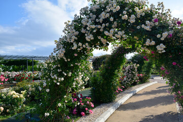 White rose garden in japan