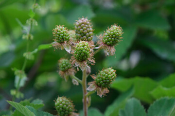 A bunch of green brambles.