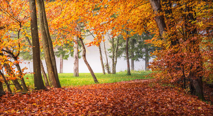Walking in the park on the path covered with autumn leaves.