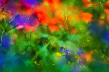 Fototapeta na wymiar Image of summer bright colored field flowers with blurred lens background