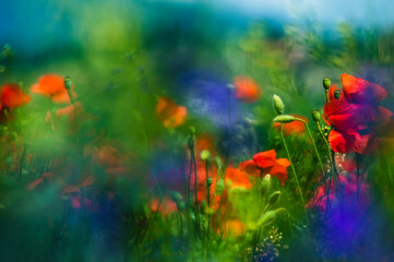 Plakat Blue cornflowers in the field in summer with blurred poppies in the background