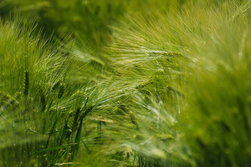 Even unripe wheat in the field in the sunlight, green soothing background