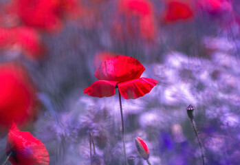 In the middle of a red poppy field is a large bouquet of white daisies
