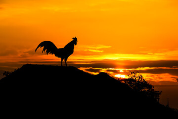 Silhouette rooster crowing on roof home on beautiful sunrise sky background in the morning...