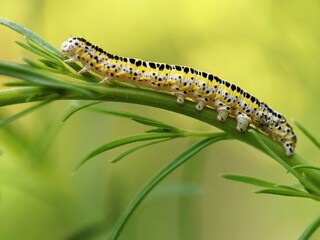 caterpillar on a leaf