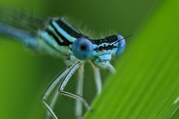 close up of a dragonfly