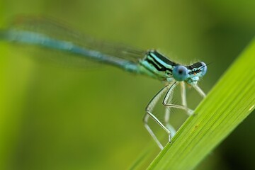 close up of a dragonfly