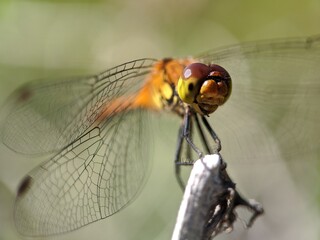 close up of a dragonfly