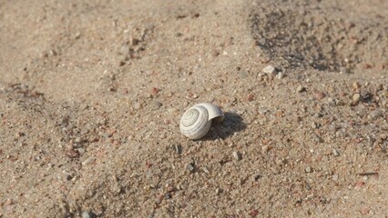 Fototapeta na wymiar Seashell on Sandy Beach