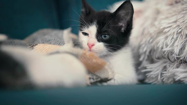 Portrait of a small black and white kitten lying on a pillow on the sofa and looking at the camera.