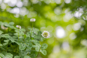 四つ葉のクローバー