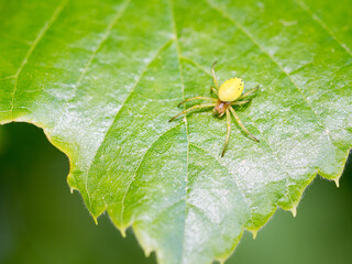 little yellow spider on a leaf