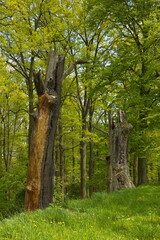 Fototapeta premium Dead tree on the shore of pond Rozmberk,South Bohemian,Czech Republic,Europe,Central Europe 
