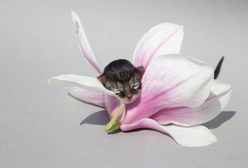 small newborn kitten with closed eyes sleeps in a huge pink magnolia flower on a light gray background. copyspace. Postcard. tenderness of nature © Anna