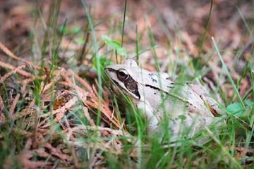  Beautiful little brown frog sits in the grass and on the wood in a bright summer garden.