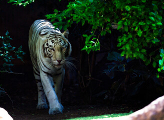 white bengal tiger walking between trees in the shade - 507438552