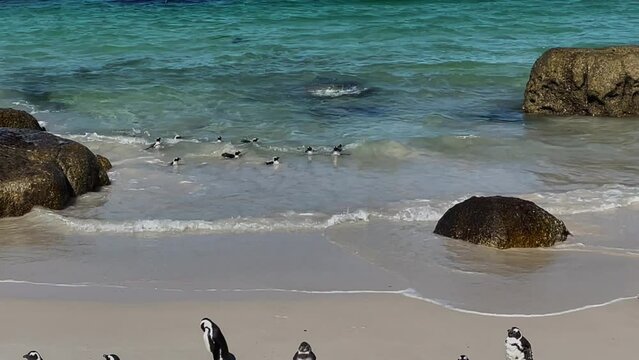 Pinguine am Boulders Beach in Simon&rsquo;s Town S&uuml;dafrika