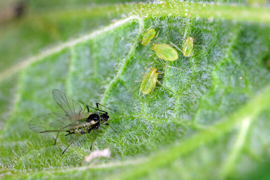 Red currant blister aphid Cryptomyzus ribis on leaf