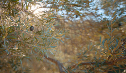 olive grove, branch detail. Raw ripe fresh olives growing in mediterranean garden ready to harvest, soft focus.
