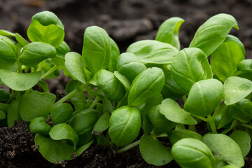 Young basil sprouts in early spring in an edible garden