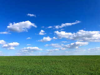 green field and blue sky