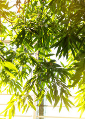 Fototapeta na wymiar Bamboo leaves in the winter garden in the background of sunlight.