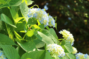 山里の自然の中緑の若葉と共に日差しを浴びて瑞々しく咲く複数の薄青い紫陽花