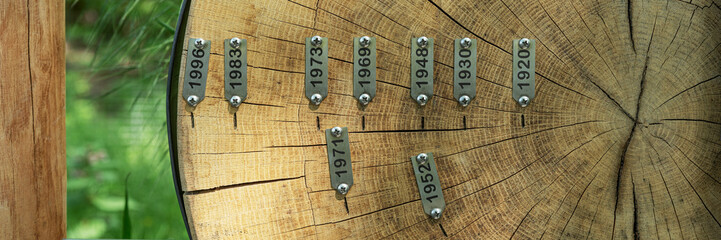 Panoramic image. Tree trunk with annual rings and cracks. Signs with years from 1920 to 1996