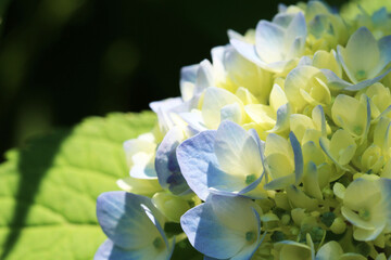 色づき始めて間もないところどころほんのり青い紫陽花のマクロ。右寄り