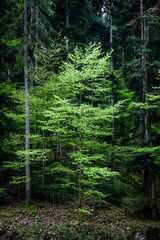 Un jeune arbre au milieu des pins - Kaysersberg - France - 15 mai 2021 - Johann Muszynski