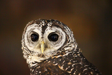 小型のフクロウ、アカアシモリフクロウの顔