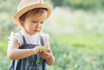 Portrait of child girl eating pea pod outdoors. Girl harvesting peas in garden summer. Helthy...