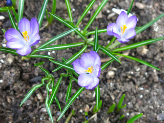 white-purple crocuses with a yellow center bloom on a flower bed in spring