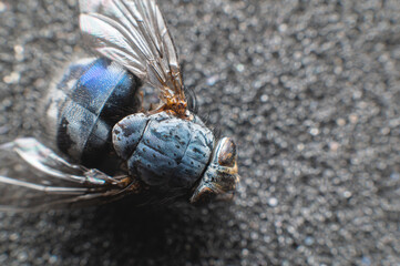 Extremely close-up of a dead fly covered with dust particles. Shallow depth of field dead insects