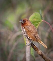 Scaly-breasted munia or spotted munia, known in the pet trade as nutmeg mannikin or spice finch, is a sparrow-sized estrildid finch native to tropical Asia.