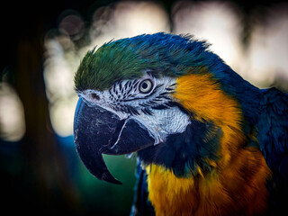 close-up portrait of a parrot macaw