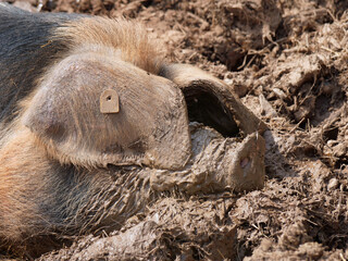 Photo colorful Bentheim pig in the cool mud column.